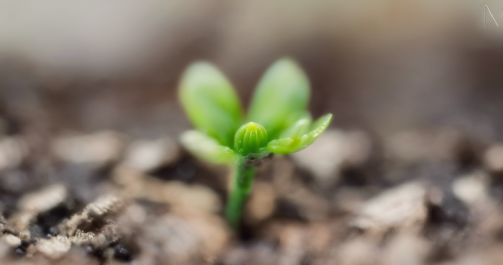 Understanding and Breaking Seed Dormancy