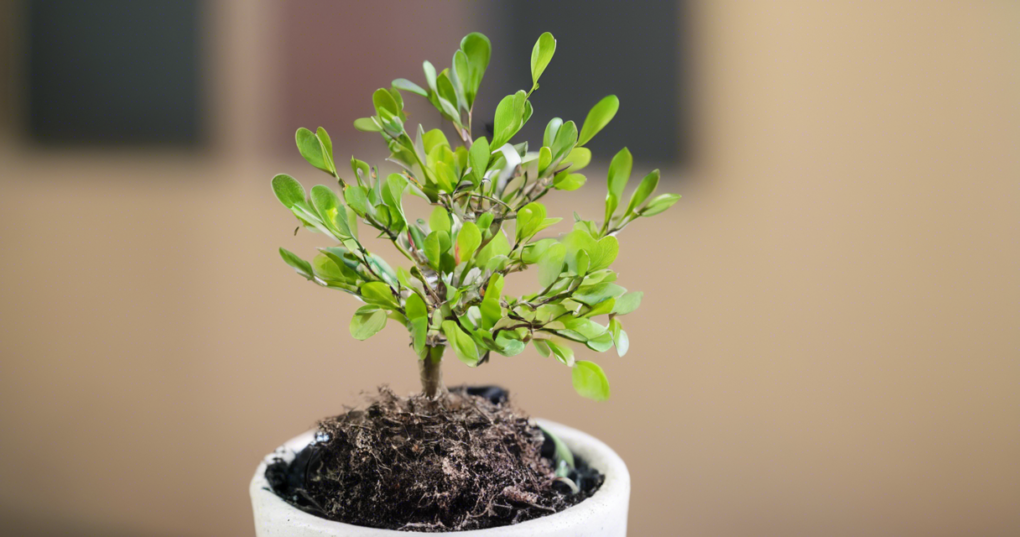 Best Plants for Bonsai: Choosing the Right Species