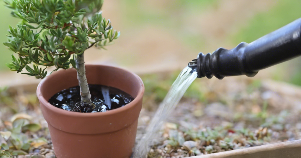 Essential Watering Tips for Healthy Bonsai Trees