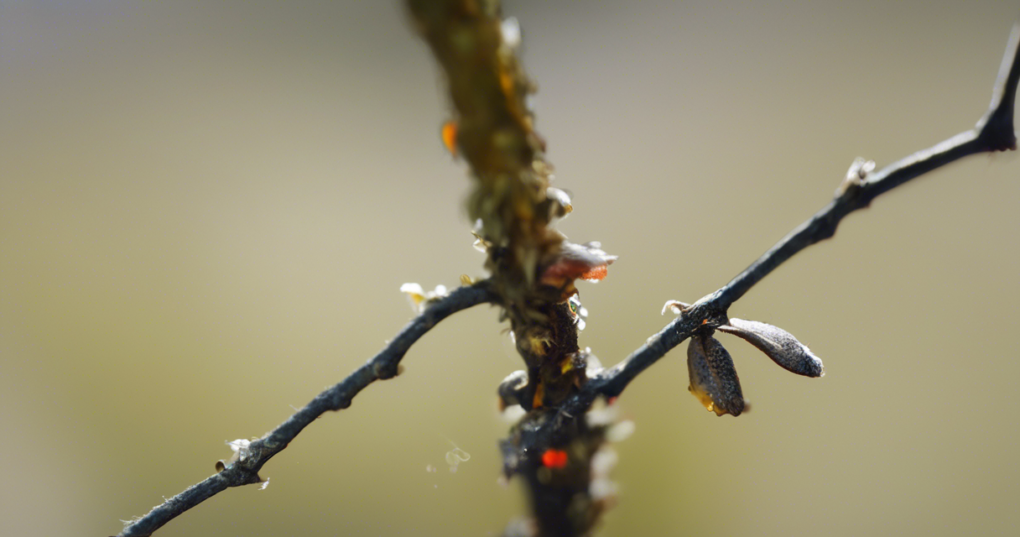 Common Pests and Diseases in Bonsai and How to Manage Them ...
