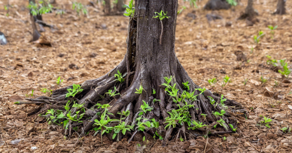 Developing Rootstocks for Asexual Propagation