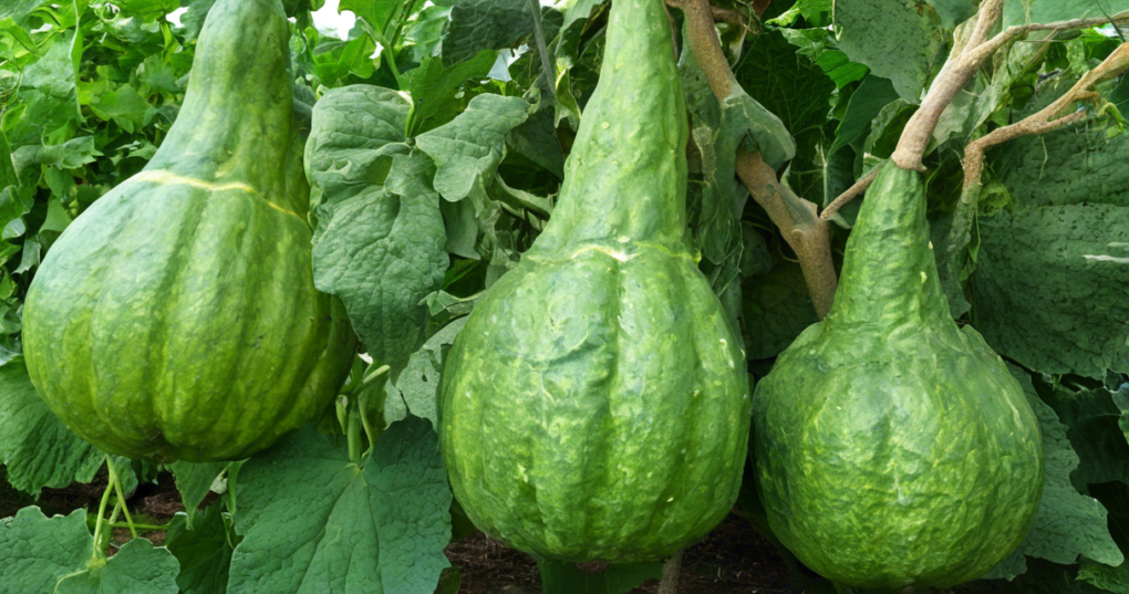 Expected Yields for Bitter Gourd, Sponge Gourd, and Snake Gourd Cultivation