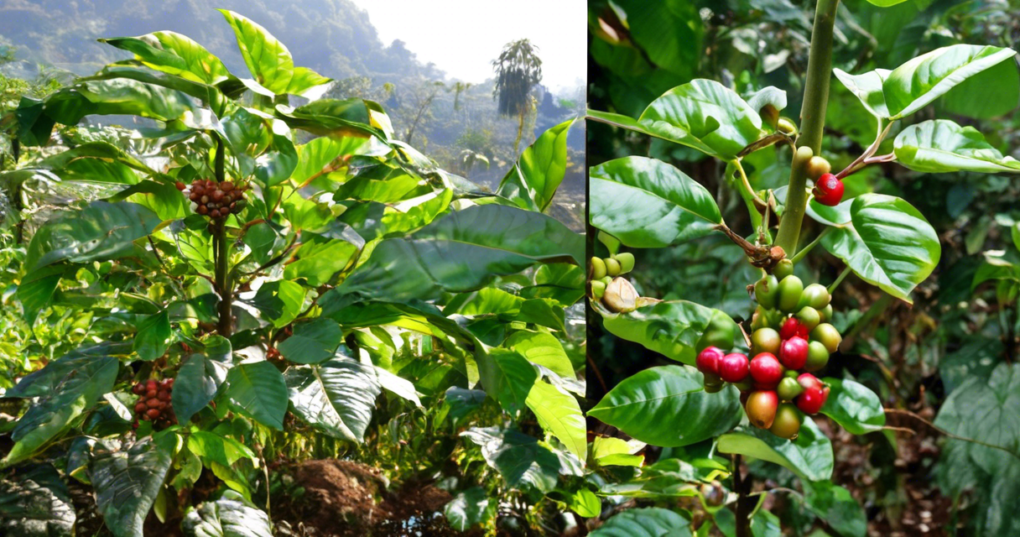 Understanding Coffee Varieties: Arabica and Robusta in India